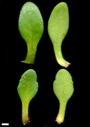 Veronica planopetiolata. Leaf surfaces, adaxial (left) and abaxial (right). Scale = 1 mm.
 Image: P.J. Garnock-Jones © P.J. Garnock-Jones CC-BY-NC 3.0 NZ
